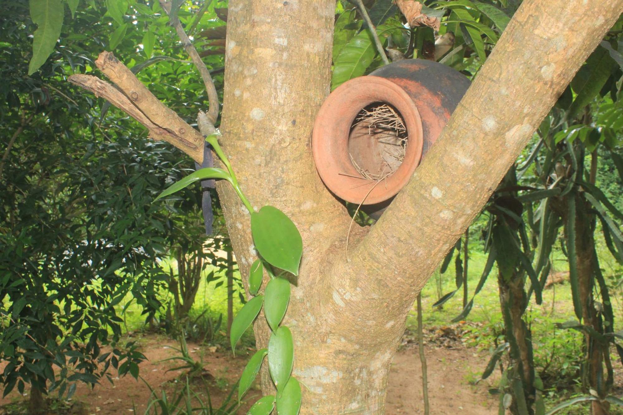 Sigiriya Nature View Home Stay מראה חיצוני תמונה